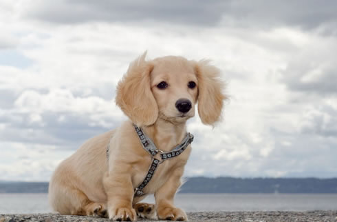 开封市顶级犬舍出售精品可卡幼犬,可卡犬多少钱,三保政策保障您的权益