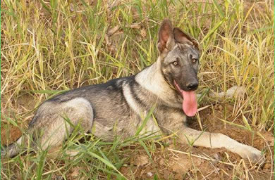 莆田市犬舍高品质,纯种狼青幼犬多少钱,包（纯种、健康、满意）