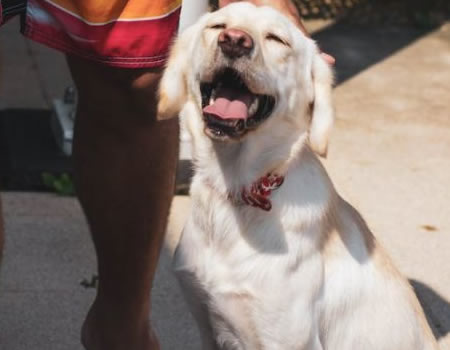 拉布拉多犬的品种特点