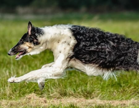 了解如何满足你拉普猎犬的饮食需求