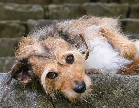 探索拉普猎犬的历史与传统