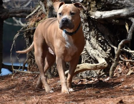 探寻斗牛犬的起源与历史