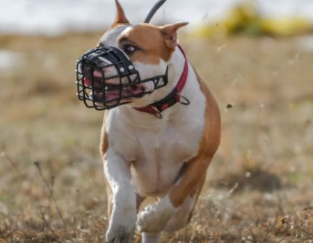 如何有效的训练斗牛犬