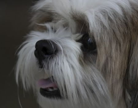 西施犬的饮食秘诀