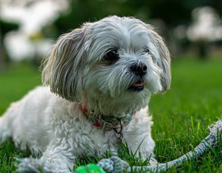 为您的西施犬打造一个舒适的家庭环境