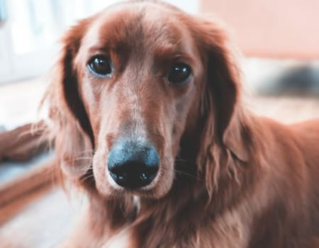 了解阿富汗猎犬的日常护理