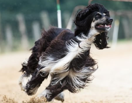 培养一只快乐的阿富汗猎犬