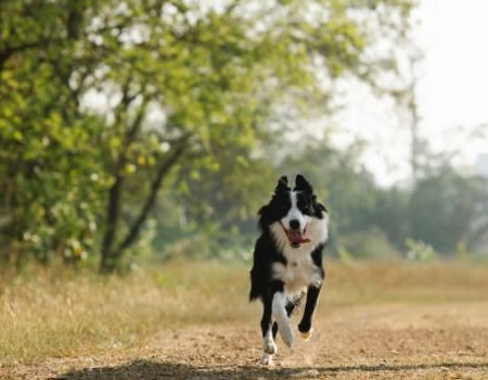 为牧羊犬的精彩训练和互动