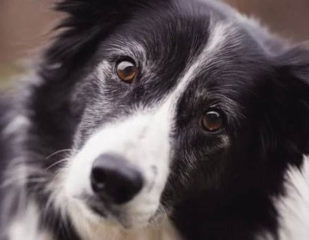 给你的边牧犬带来幸福的日常生活