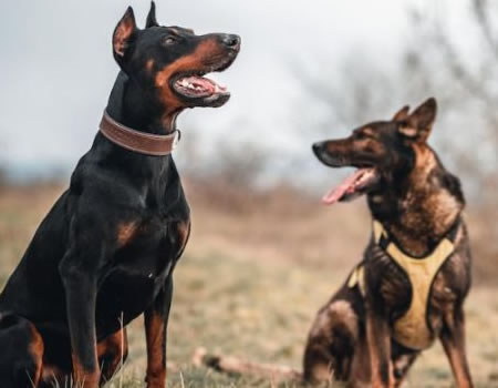 杜宾犬的训练指南