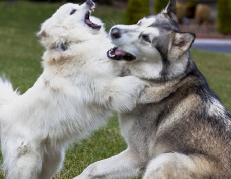 给阿拉斯加犬提供足够的运动量并保持活跃