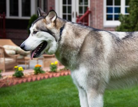 阿拉斯加犬如何刷牙和保持口臭清新