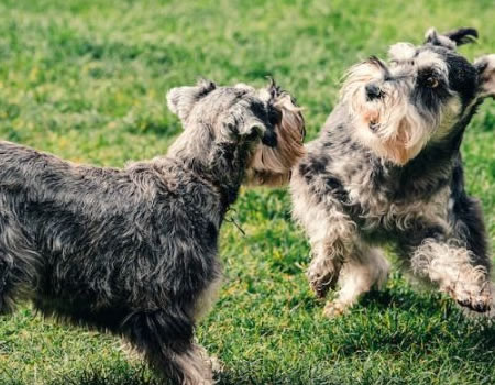 雪纳瑞犬的常见疾病、预防和保健