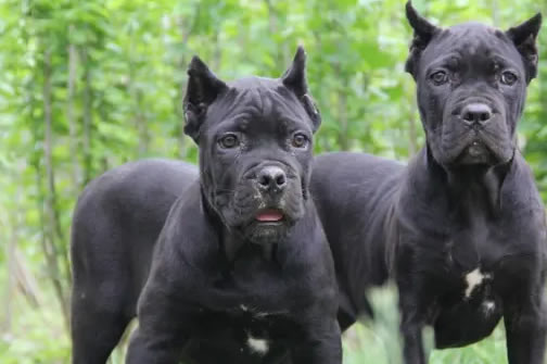 饥饿太久的卡斯罗犬，一定不能一次性吃太多