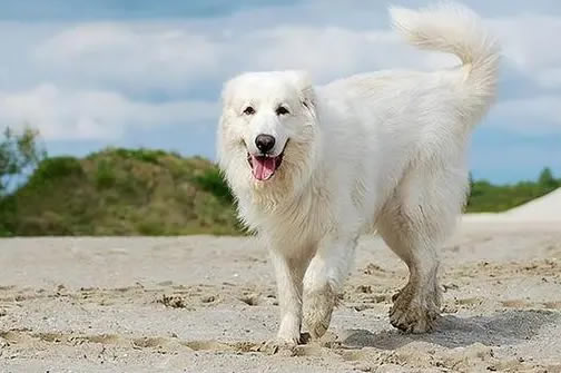 科学方法，轻松控制大白熊犬食量！