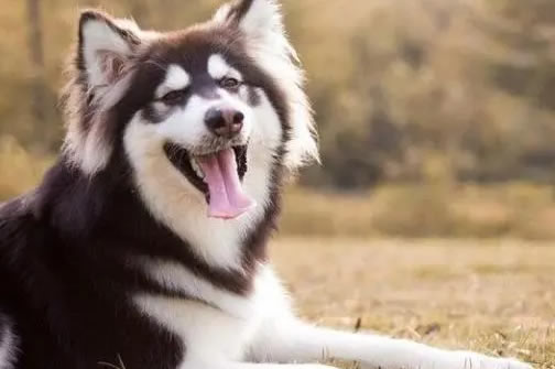 繁殖阿拉斯加犬，这几点你必须知道！