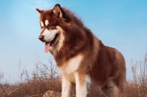 繁殖阿拉斯加犬？揭秘成功秘诀！