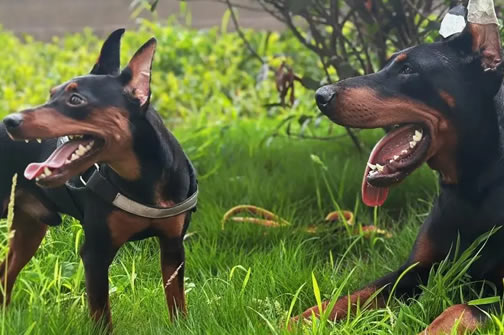 揭秘杜宾犬繁殖：专业指南带来健康后代！