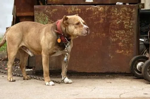 比特犬挑选秘籍