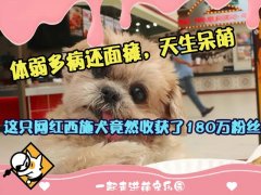 体弱多病还面瘫，但天生呆萌，这只网红西施犬竟然收获180万粉丝