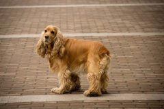 看看你适合养可卡犬吗