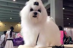 马尔济斯犬驱虫的问题