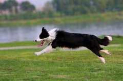 边境牧羊犬拉屎是绿色的