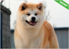 秋田犬便便里面带血怎么处理？