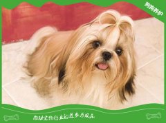 西施犬感冒了会有哪些表现？