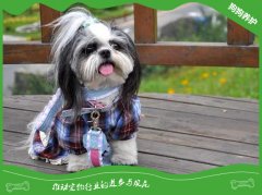 西施犬毛发打结了要怎么办？