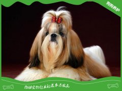 西施犬喂养几大注意事项