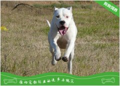 阿根廷杜高犬多少钱一只？阿根廷杜高犬价格介绍