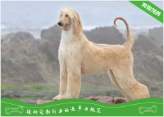 阿富汗猎犬的饲养要点