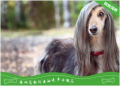 阿富汗猎犬的性格特点