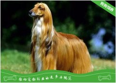 阿富汗猎犬的形态特征