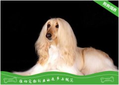 阿富汗猎犬的养护知识