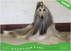 阿富汗猎犬好养吗？阿富汗猎犬饲养技巧