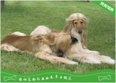 阿富汗猎犬好养吗