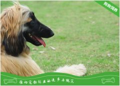 阿富汗猎犬多少钱