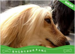 阿富汗猎犬一只多少钱？