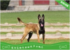 马犬如何训练？训练马犬最简单的办法