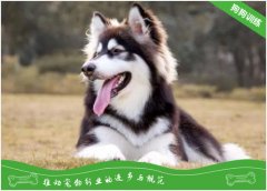 阿拉斯加犬要如何训练？训练技巧大全