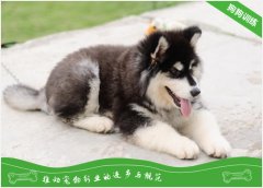 阿拉斯加犬拉了屎之后自己吃掉？