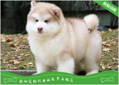 阿拉斯加犬如何训练？阿拉斯加犬训练