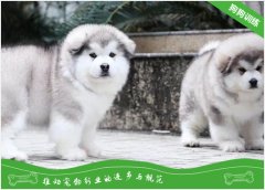 阿拉斯加犬回犬舍训练