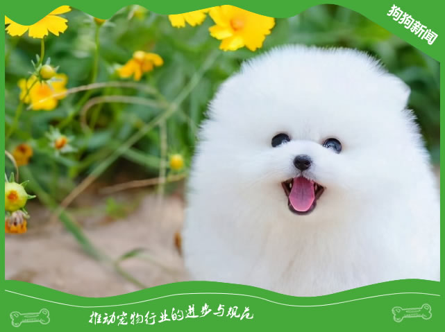 怎么养好可爱的博美犬？博美犬饲养攻略拿好不谢！