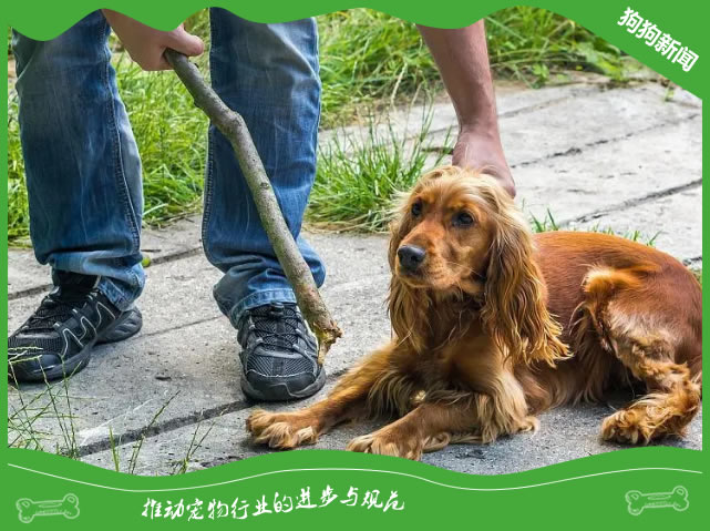 狗狗犯错挨打后在想什么？