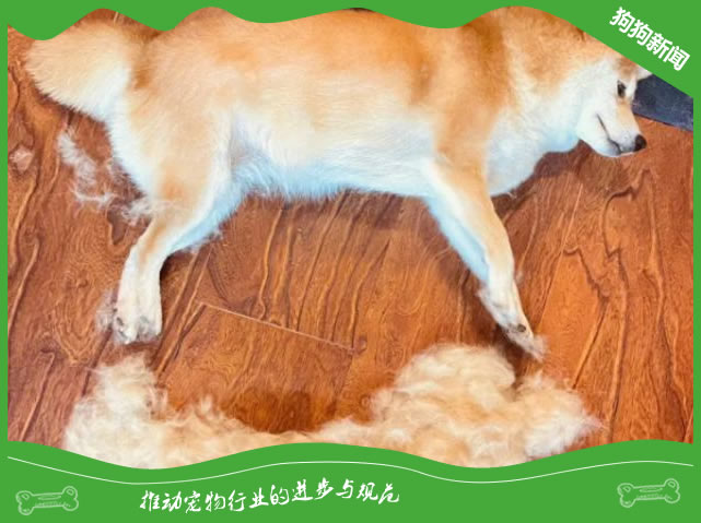 柴犬掉毛严重吗？