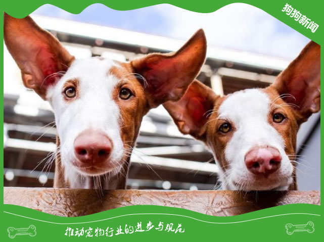 依比沙猎犬，胜似视觉猎犬的猎兔高手！