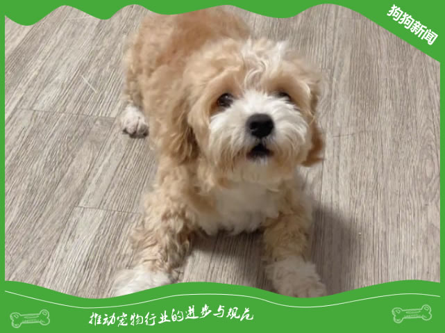 马尔泰犬为什么多人养？